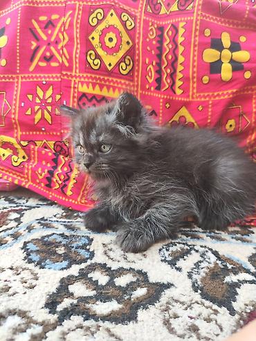 black cat: Скотиш Фолд (Шотландская вислоухая), 2 месяца, Мальчик, Серый, Приучена к лотку — 1