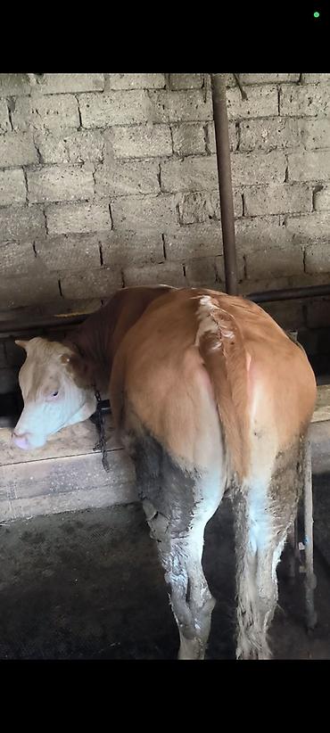 simmental inək cinsi: Dana, buzov, Dişi, Simental, ay: 1, 180 kq, Ətlik, Damazlıq, Südlük, Ünvandan götürmə — 4