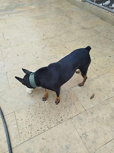 dişi doberman: Doberman, 1 il, Dişi, Peyvəndli, Ödənişli çatdırılma — 3