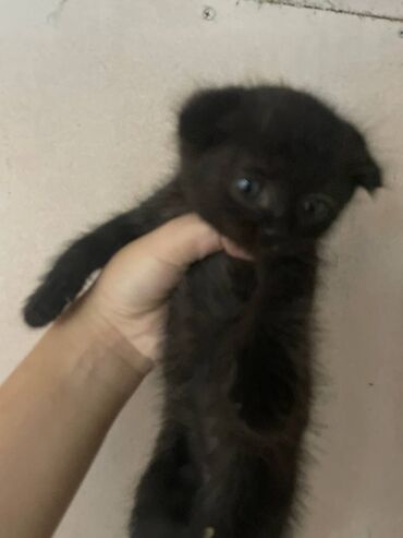 купить вислоухого котенка: Кошка даром: Скотиш Фолд (Шотландская вислоухая), 2 месяца, Мальчик, Приучена к лотку
