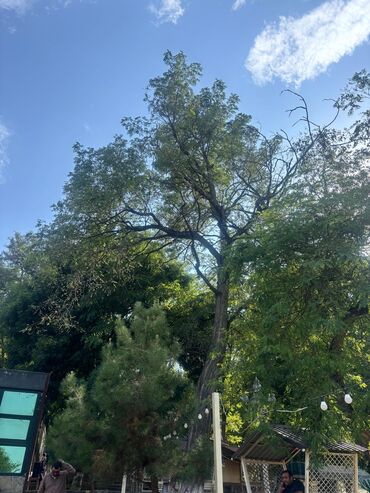 Kirayə torpaq sahələri: 13 sot İşıq — 4