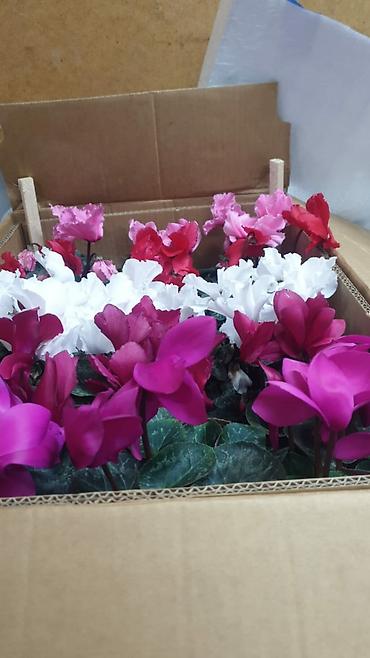 Каланхоэ: Цикламены и каланхоэ из теплицы — оптом Бишкек - Ассортимент — 10