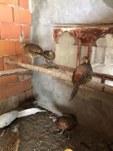породистые котята в добрые руки: Almaz qirqovulari