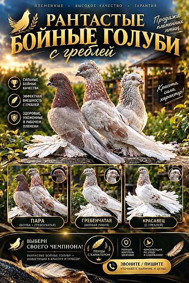 Рантастые бойные голуби с греблей. Вольерные (держал закрытыми не at lalafo.kg Рантастые бойные голуби с греблей. Вольерные (держал закрытыми не