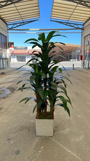 Otaq bitkiləri: Asma saksıda dekorativ yaşıl bitki - Ağ rəngli asma plastik saksı -da lalafo.az — 49 Otaq bitkiləri: Asma saksıda dekorativ yaşıl bitki - Ağ rəngli asma plastik saksı — 49