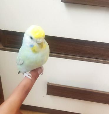 ev piwikleri: Məhsul: Dalmatian rəngli dalğalı papuqay (bajırıq) Təsvir: - Növ — 4