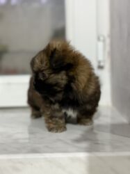 İtlər: Pekines, 2 ay, Dişi, Peyvəndli — 19