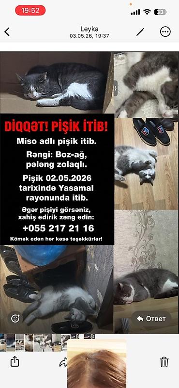 pişik itib: Elan növü: İtkin ev heyvanı – pişik Təsvir: - Adı: Miso - Növü: Ev — 1