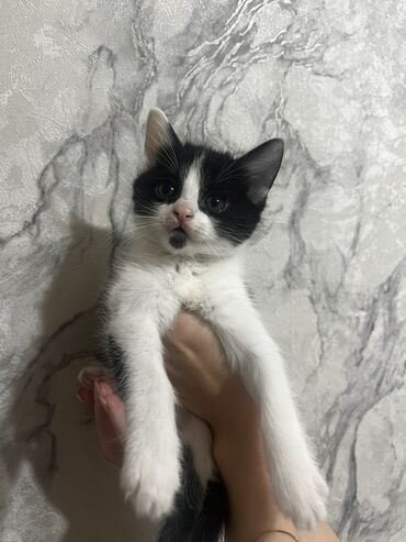 купить кошку в оше: Котёнок, 3 мес. Жер уйго берилет, г Ош