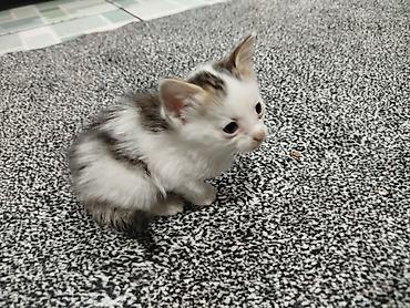 Кошки: 1 месяц, Девочка, Приучена к лотку — 3