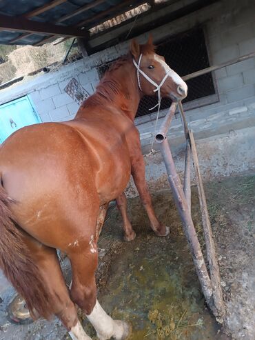 купить стаффордширского терьера: Продаю | Жеребец | Рабочий