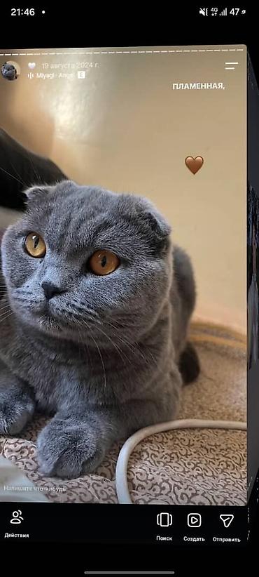 кошки скотиш фолд: Срочно заберите Шотландские кошки (скоттиш‑фолд/страйт), окрас блю — 2