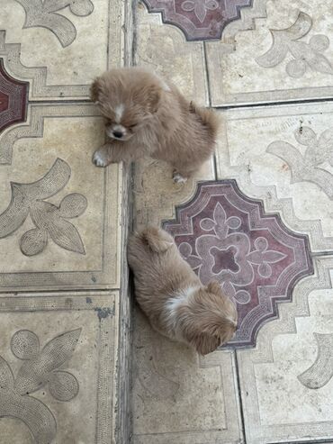 İtlər: 2 ay, Peyvəndli — 3