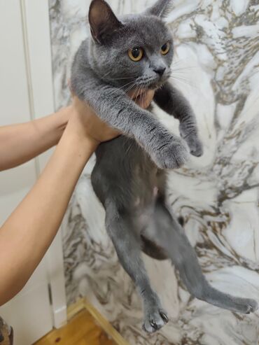 кошки в добрые руки баку: Britan, Dişi, Yaxşı əllərə, Ünvandan götürmə, Ödənişli çatdırılma