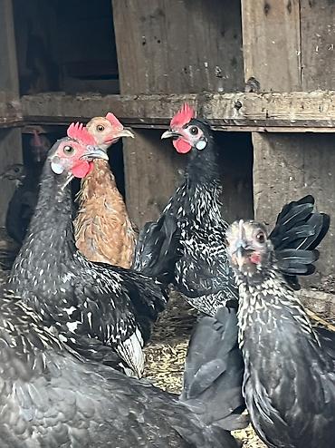 kend colpası: Yaponkalar kiçik böyük ölçüdə 
həyətdə özüm saxlayıram sağlamdırlar — 2