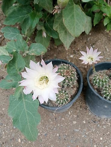 heyet gulleri ve adlari: Çiçəkli kaktus – Echinopsis (saksıda) - Növ: Echinopsis (lobivioid — 5