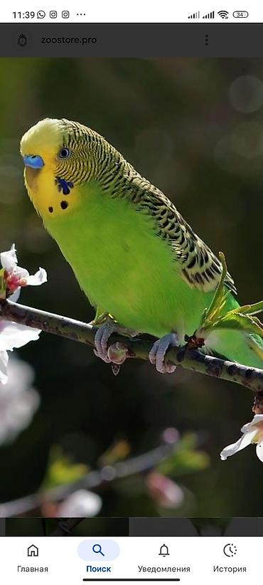 Птицы: Волнистые попугаи (пара) - Вид: волнистый попугай (Melopsittacus — 5