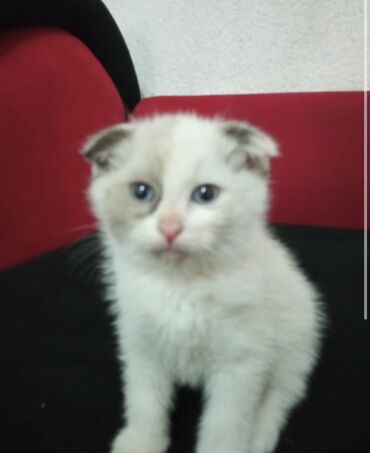 домик для кот: Пушистый котёнок с загнутыми ушками и голубыми глазами. Окрас светлый