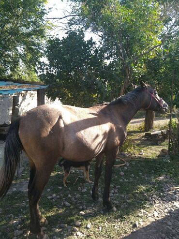 конный спорт бишкек цены в Кыргызстан | Услуги: Жоргонун баласы жазга 3жаш токмок