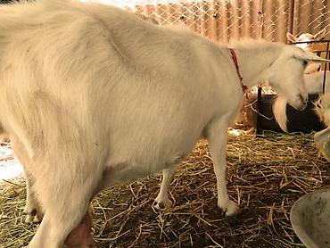 Козы, козлы: Продаю | Коза (самка), Козёл (самец), Козлёнок | Зааненская, Битал | Для разведения, Для молока | Племенные, Котные, Осеменитель — 7