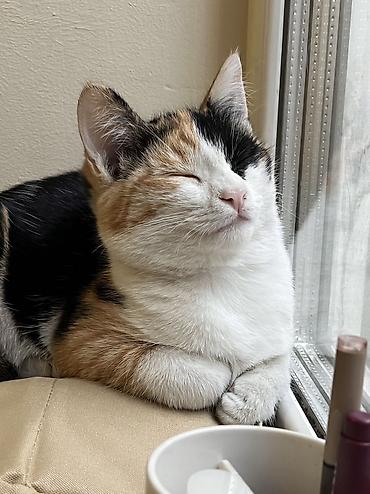 Кошки: Отдаю котят в добрые руки! Возраст 3 месяца. Трехцветная - девочка — 10
