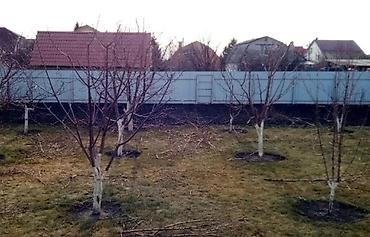 обрезка яблонь: Обрезка Плодовых 
Обрезка Хвойных
Делаем Качественно
+Обработка — 5
