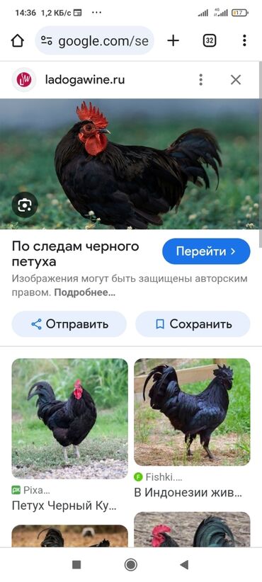 Куры, петухи: Продаю | | Домашняя | На забой, Для боев