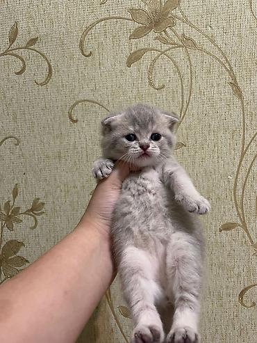 Кошки: Шотландская вислоухая — 2
