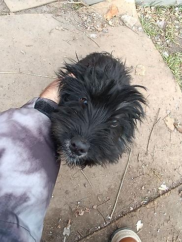 Продажа собак: Отдам в добрые руки!. Щенки маленькой породы/метиса. Пушистая шерсть — 7