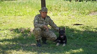азиатская овчарка: Восточноевропейская овчарка, 8 месяцев, Самец, С прививкой, С родословной — 4