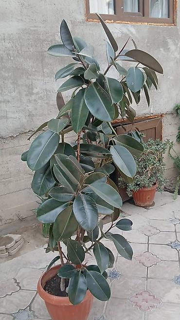 пальма вашингтония: Фикус эластика (Ficus elastica, каучуковое дерево) в горшках — 2