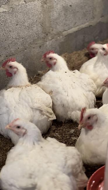 Бройлер: Продаем домашних бройлеров — выращены на натуральных кормах с особым — 4