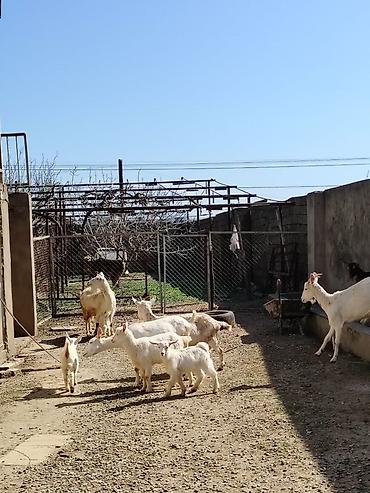 keci heyvan: Ağ rəngli keçilər və bala keçilər (oğlaqlar) - Cins: yerli süd — 6