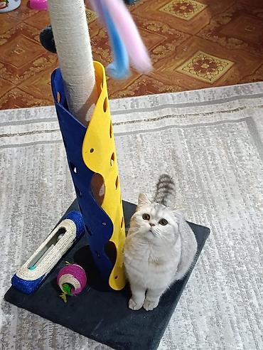 Другие услуги: Здравствуйте 🌿 Зоогостиница «Мурляндия» принимает только домашних — 2