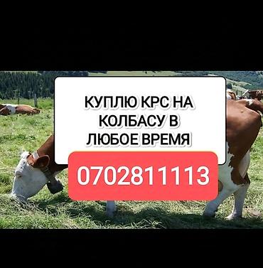 утки цена: Колбасный цех : Коровы, быки, Лошади, кони, | Любое состояние, На забой, на мясо, Самовывоз — 2