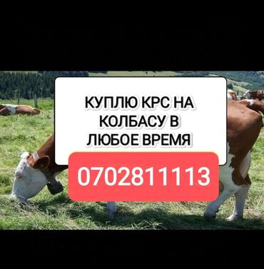 отель для животных: Сатып алам | Уйлар, букалар, Жылкылар, аттар | Бардык шартта, Союуга, этке