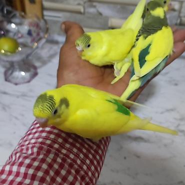 Tutuquşları: Ev şəraitində bəslənmiş əl quşlari _ dişləmirlər çox aktiv — 3