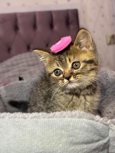 Pişiklər: Şinşilla, Erkək — 12