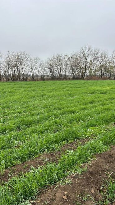 Torpaq sahələrinin satışı: 8 sot, Tikinti, Maklerlər narahat etməsin, Kupça (Çıxarış) — 5