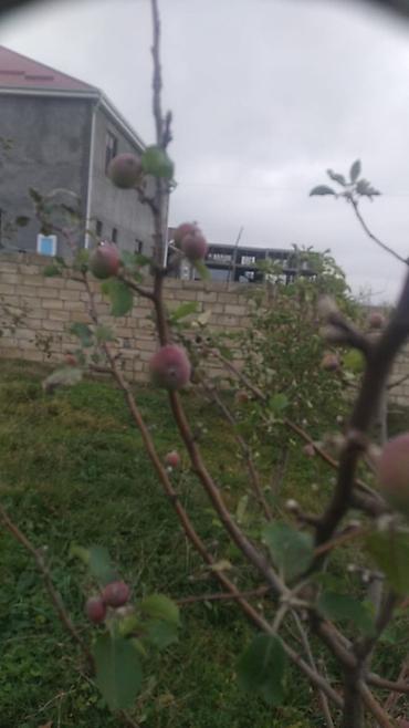 qubada torpaq sahesi satilir: 6 sot, Tikinti, Mülkiyyətçi, Kupça (Çıxarış) — 5