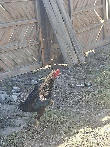 Тооктор, короздор: Продаю куры петухи дакан — 3