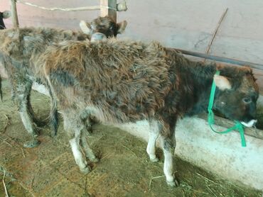 Коровы, быки: Продаю | Тёлка | Алатауская, Полукровка | Для разведения | После отела — 15