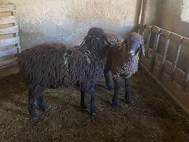 Продам с/х животных: Продаю | Ягненок | Полукровка | На забой, Для разведения, Для шерсти | Осеменитель, Ярка — 6