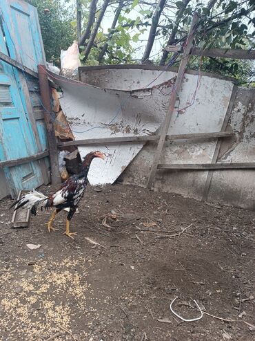 Xoruzlar: Heyratilar satilir tergidirem deye ne heyvanim var hamsini satiram her -da lalafo.az — 7 Xoruzlar: Heyratilar satilir tergidirem deye ne heyvanim var hamsini satiram her — 7