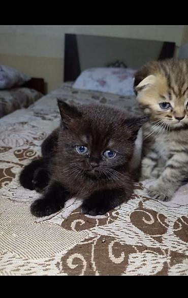 Кошки: Британская, Самка, В добрые руки, Самовывоз — 4