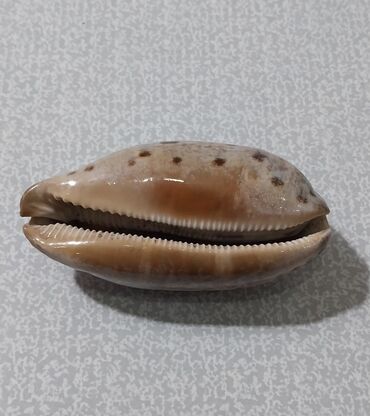 Digər kolleksiyalar: Rakuşka (balıq qulağı) satılır, xaricdən gəlmədir, nadir növdür, çox — 4