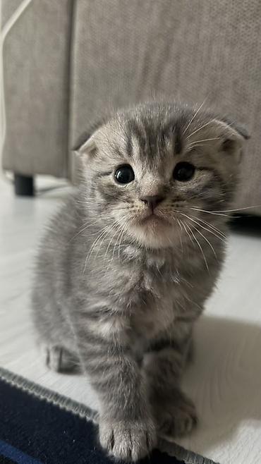 самоед щенок цена: 🐾 Продаются милые пушистые котята! 😻 Ищем любящих и заботливых хозяев — 3