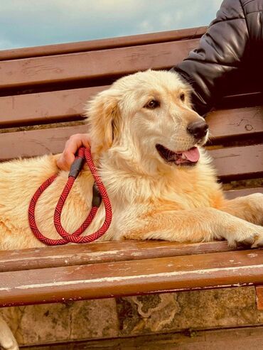 İtlər: Retriever, 6 ay, Erkek, Sənədli, Ünvandan götürmə, Ödənişli çatdırılma