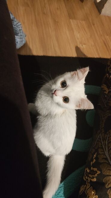 котята британские: 3 месяца, Девочка, Белый, Приучена к лотку