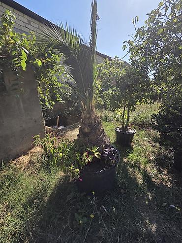 palma aqaci: Satılır: böyük ölçülü qablarda dekorativ bağ bitkiləri - — 9